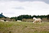 Hungry Baby Sheep Grazing on Farmland