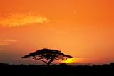 Acacia Tree at Sunrise