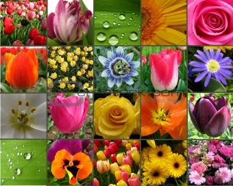 Flower Collage card