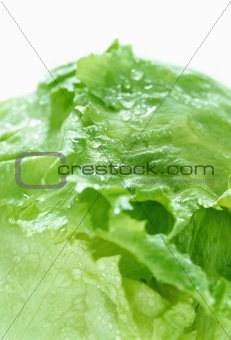 Lettuce_1