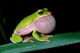 Tree frog courtship