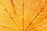maple leaf texture