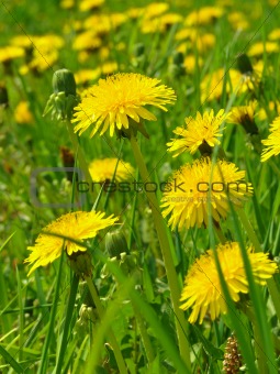 yellow dandelions 
