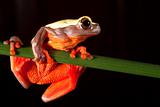 Bolivian tree frog