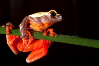 Bolivian tree frog