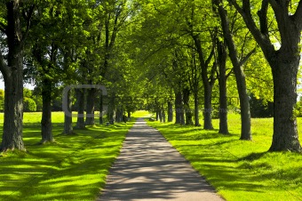 Path in green park