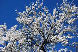Blossoming tree on blue sky background