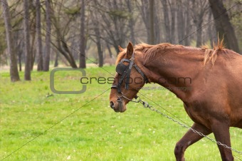 One brown horse with chain on the green grass.