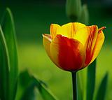 closeup of red & yellow tulip