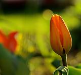 closeup of  yellow tulip