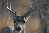 Mule Deer Buck