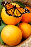 Butterfly on Oranges