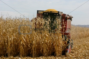 A Farmer Harvesting Corn