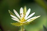 macro white flower
