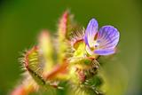 extreme macro - tiny little blue flower
