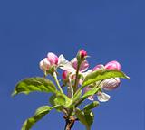 apple buds in blue sky