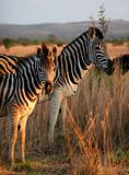 Zebra family  portrait in game reserve with beautiful mane
