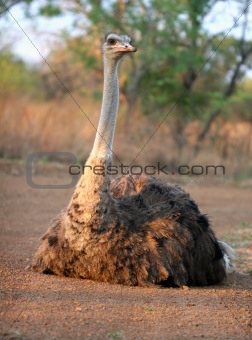 Ostrich basking in the sun
