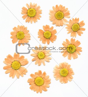 Dried Press Flowers