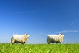 two sheep walking by on grass 