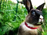 Rabbit Mira