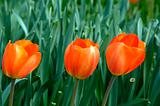 Three Tulips