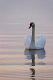 Swan on the sunset