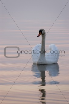 Swan on the sunset