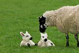 Loving Mother Sheep with Twins