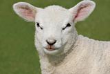 Face of a Lamb