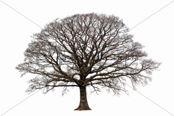 The Oak In Winter
