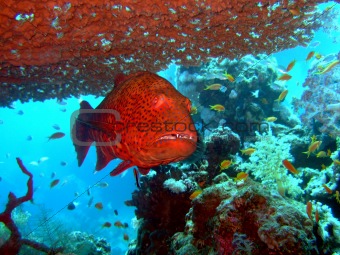 red close-up grouper