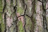 bark of a pine