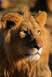  Big male lion