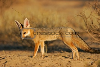 Cape fox
