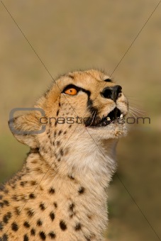 Cheetah portrait 