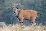 Eland antelope 