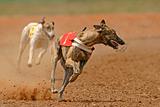 Sprinting greyhound