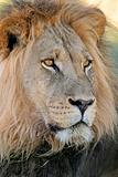 Big male lion 