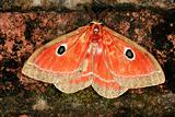 Colorful moth