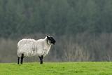 Lonesome Sheep