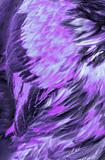 Abstract Lilac Feathers