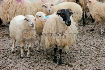 Irish mountain sheep