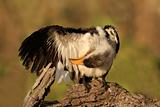 Yellow-billed hornbill 