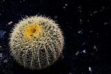 Spherical Cactus