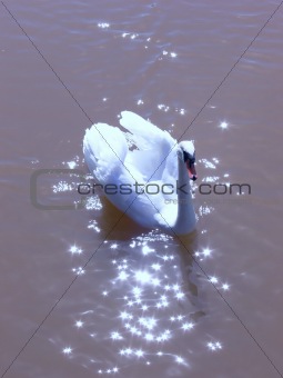 Swan in sunlight  60839