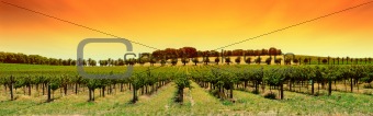 Vineyard Panorama Sunset