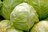 Organic cabbage