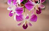 Thai orchids