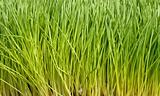 Wheat grass